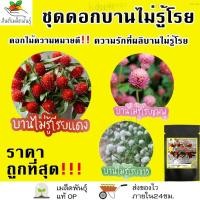 ราคา เมล็ดพันธุ์ ชุดดอกบานไม่รู้โรย ดอกไม้ ปลูกง่าย โตไว บานไม่รู้โรยสีแดง/บานไม่รู้โรยสีชมพู/บานไม่รู้โรยสีขาว พร้อมส่งขึ้นฉ (21760524609)