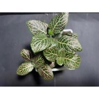 ราคา ต้นละอองดาว (Hypoestes) (22081291403)