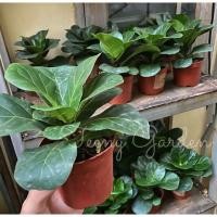 ราคา ไทรใบสักแคระ ไทรใบสัก ไม้ฟอกอากาศ (3840957375)