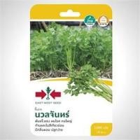 ราคา คึ่นช่าย นวลจันทร์ ขึ้นฉ่าย ศรแดง เมล็ดพันธุ์คึ่นช่าย (8812168811)