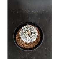 ราคา astrophytum asterias v type แอสโตรไฟตั้ม แอสทีเรียส วีไทป์ (11481030997)