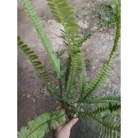 ราคา ต้นเฟิร์นใบมะขามสวยวาม (20601053540)