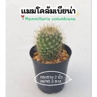 ราคา แมมโคลัมเบียน่า กระถาง 2 นิ้ว Mammillaria columbiana หรือแมมเข็มทอง (45606871535)