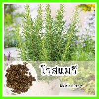 ราคา 5 ฟรี 1 คละได้ ❗ รหัส 155 เมล็ดพันธุ์ OP แท้ โรสแมรี่ – Rosemary โรสเมรี่ เมล็ดพันธุ์ผัก เมล็ดพันธุ์นำเข้า ผัก (11533609738)