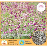 ราคา ดอกบานไม่รู้โรยสีม่วง 70 เมล็ด (28573377803)