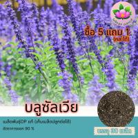 ราคา เมล็ดพันธุ์ดอกบลูซัลเวีย จำนวน30เมล็ด เมล็ดพันธุ์opแท้ เก็บเมล็ดปลูกต่อได้ ปลูกง่าย โตไว(โปรโมชั่นร้านซื้อ5แถม1) (22864406270)