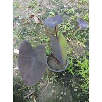 ราคา (บอนดำ)Colocasia Blackmagic (13611643693)