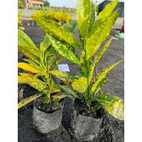 ราคา (2ต้น)(vาย ต้นพันธุ์) ต้น โกสนใบส้ม ต้นโกสนใบส้ม โกสน ใบส้ม ต้นโกสน happy (15261811005)