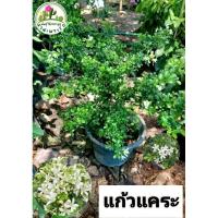 ราคา ต้นแก้วแคระ ดอกหอม จัดส่งทั้งกระถาง (29502399611)