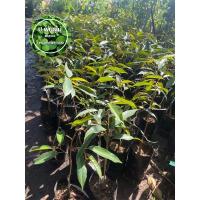 ราคา ต้นทุเรียนมูซังคิง เสียบยอด ขนาด 30-40 cm. (15033582599)