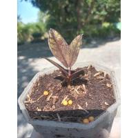 ราคา กวักมรกตดำเชื้อด่างชมพู ( zamioculcaszamiifoliablack) (15315840748)