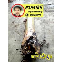 ราคา (2 หน่อ) หน่อกล้วยหักมุก กล้วยหักมุก ปลูกติดหลังบ้านไว้ ปิ้ง ทอดกิน ขายเสริมรายได้ มีให้ครบทุกกล้วย (ขุดสดๆ อวบใหญ่) (20406594598)