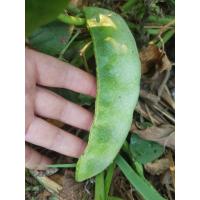 ราคา เมล็ดถั่วแปบยักษ์ หายากใกล้สูญพันธุ์ ใหญ่กว่าถั่วแปบธรรมดามาก พันธุ์พื้นบ้านพันธุ์แท้เก็บเมล็ดทำพันธุ์ต่อได้ 10 เมล็ด (24743222030)