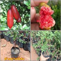 ราคา (1ต้น) ต้น มะนาวคาเวียร์ มะนาวนิ้วมือ ต้นมะนาวคาเวียร์ ต้นมะนาวนิ้วมือ เรด แชมเปญ Red Champagne สี แดง Finger Lime (17856736502)