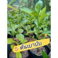 ราคา ต้นเบาบับ ดิจาทา ราคาถูก (10336028113)