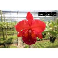 ราคา กล้วยไม้แคทลียา ต้นกล้วยไม้ แคทลียา นครชัยศรีเรด ดอกแดง ดอกไม้ กล้วยไม้ พร้อมส่ง (13021782447)
