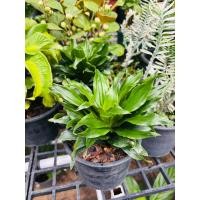 ราคา #ต้นวาสนา9ชั้น #วาสนาเก้าชั้น กระถาง6นิ้ว ตกแต่งสไตล์น่ารักพร้อมเรียกทรัพย์ (22475501305)