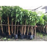 ราคา ต้นพันธุ์มะม่วงอกร่องทอง แบบทาบกิ่ง ต้นใหญ่ แข็งแรง ปลูกง่าย ให้ผลผลิตสูง ผลดก (57100681357)