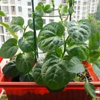 ราคา เมล็ดพันธุ์ ผักปลัง (Ceylon Spinach) บรรจุ 150 เมล็ด Malabar Spinach Seed Vegetable Seeds เมล็ดพันธุ์ผัก เมล็ดพันธุ์แท้ (29180285809)