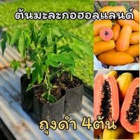 ราคา ต้นมะละกอฮอลแลนด์ (ถุงดำ4ต้น) ต้นใหญ่ แข็งแรง พร้อมปลูก ต้นกล้ามะละกอในถุงดำ (51705466708)