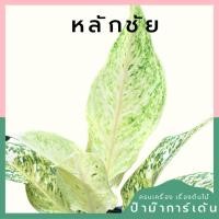 ราคา อโกลนีม่า หลักชัย Aglaonema sp. (29401766965)
