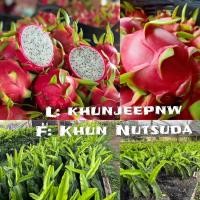 ราคา กิ่งพันธุ์แก้วมังกร สีขาว (21604561272)