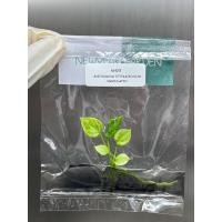ราคา ไม้เนื้อเยื่อ: หน้าวัวเนคไทด่าง (แอนทูเรียมเนคไทด่าง): Anthurium Vittarifolium Variegated Tissue Culture (1 plant/bag (13689833396)