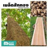 ราคา เมล็ดต้นสักทองพืชเศรษฐกิจ (26860014906)