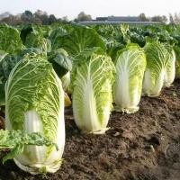 ราคา เมล็ดผักกาดขาว CHINESE CABBAGE 200เมล็ด ดยประมาณ เมล็ดพันธุ์ผักกาดขาว เมล็ดพันธุ์ผัก เมล็ดผักสวนครัว (45250270799)