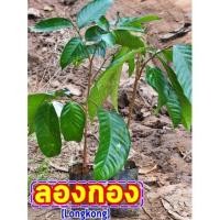 ราคา (4 ต้น)ต้นพันธุ์ลองกอง ต้นลองกองส่งจากต้นกำเนิดจ.อุตรดิตถ์แท้100% เม็ดน้อย หวานชื่นใจ ลูกโต ให้ผลดกมาก พร้อมส่ง! (6455461792)
