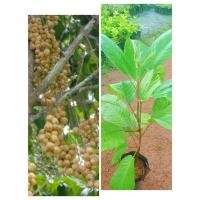 ราคา ต้นละไม ต้นแข็งแรงพร้อมปลูก สูง60-80ซ.ม แบบเสียบยอด (13295297169)