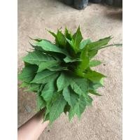 ราคา ใบผักไชยา ผักผงชูรส เด็ดสดเป็นใบส่ง 1กก 100บาท เก็บสดเป็นใบๆสำหรับทำยา คะน้าเม็กซิกัน ต้นผงชูรส ใช้แทนผงชูรส ผักไชยา (18578141361)