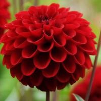 ราคา 1 หัว รักเร่ Dahlia สายพันธุ์ Red Ball หัวรักเร่ ดอกดาร์เลีย (9411718912)