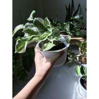 ราคา ต้นพลูด่างงาช้าง ต้นไม้ฟอกอากาศ ต้นไม้ปลูกในห้องนอน (7948715653)