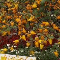 ราคา เมล็ดมะเขือการ์ตูน หรือมะเขือนมแพะ(มะเขืออินโด)มีชื่อวิทย์ว่า Solanum mammosum และชื่ออื่นๆ ที่น่ารักเช่น (9640259826)