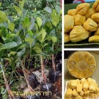 ราคา ต้นขนุน พันธุ์ เพชรราชา ผลโต น้ำหนักดี ลำต้นสูง 60-70cm ทาบกิ่ง (11914580751)