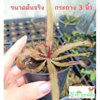 ราคา ต้นหยาดน้ำค้าง (ส่งทั้งกระถาง 3 นิ้ว) Drosera Adelae , Adel (พันธุ์ อดิเล่ , อเดล) พืชดักจับแมลง ใบยาว น้ำหยาดเยื้มๆ ชอ (40823222026)