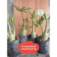 ราคา ต้นชวนชม ต้นชวนชมยักษ์ ทรงสามง่าม ขนาดกระถาง 6 นิ้ว (21086391373)