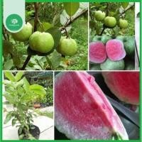 ราคา ต้นกล้าฝรั่งทับทิม (ฝรั่งมุก) เนื้อแดงแคระไร้เมล็ด สูง50-70ซม (43702444998)