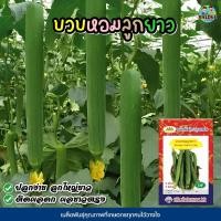 ราคา เมล็ดบวบหอมลูกยาว Sponge Gourd Long ตราภูเขาทอง เมล็ดพันธุ์บวบหอม เมล็ดบวบหอม เมล็ดพันธุ์ผัก (4258893914)