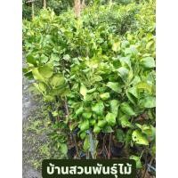 ราคา ต้นส้มโอ พันธุ์ขาวน้ำผึ้ง ต้นติดดอก ต้นกิ่งตอน สูง 90-100 ซม. (43314464632)