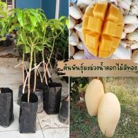 ราคา กิ่งพันธุ์มะม่วงน้ำดอกไม้สีทอง (1ต้น) มะม่วงน้ำดอกไม้ สทอง ขนาด35-40ซม. กิ่งพันธุ์พร้อมปลูก พร้อมส่ง (13273442811)