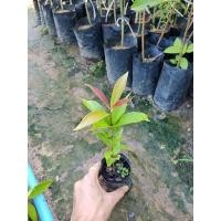 ราคา ต้น.ชมพู่มะเหมี่ยว.เพราะเมล็ด (11214763207)