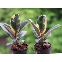 ราคา ต้นยางอินเดียด่างขาว (9878054814)