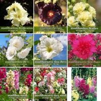 ราคา เมล็ดพันธุ์ ฮอลลี่ฮ็อค Holly Hock Mix Seed บรรจุ 15 เมล็ด HollyHock ฮอลลี่ฮ็อค ดอกซ้อน / ฮอลลี่ฮ็อก ซัมเมอร์ คาร์นิวอล (56606718763)