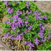 ราคา ต้นดอกม่วงเจริญ หรือ "หลินซาน" เป็นไม้ประดับยอดนิยมที่มีดอกสีม่วงเล็ก ๆ ออกดอกตลอดปีและมีกลิ่นหอมอ่อน. (55901448848)