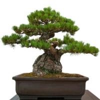 ราคา 10 เมล็ดพันธุ์ เมล็ด สนดำญี่ปุ่น สนญี่ปุ่น บอนไซ JAPANESE BLACK PINE (17198035161)