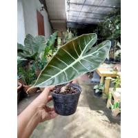 ราคา บอนสตูลดำ กระถาง4นิ้ว(10-20cm)รับประกันสินค้า เป็นบอนประจำถิ่นของจังหวัดสตูล หัวบอนสี บอนสี บอนดำสตูล (9396095270)