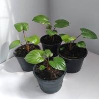 ราคา ต้นเสน่ห์จันทร์โกเมน ว่านเสน่ห์จันทร์แดงโกเมน ไม้มงคล ราคาถูก (11978478239)