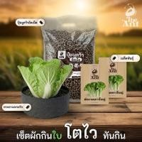 ราคา ชุดปลูกผักกาดขาวใหญ่ เซตผักกินใบ3 พร้อมเมล็ดพันธุ์ออร์แกนิค เมล็ดพันธุ์หายาก ปุ๋ยมูลวัวอัดเม็ด กระถางปลูกผัก (43879048390)
